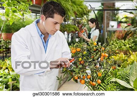 Scientist examining a plant in a greenhouse View Large Photo Image Stock Photograph - Scientist examining a plant in a greenhouse. Fotosearch