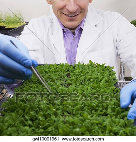Stock Image - Scientist researching on plants in a laboratory. Fotosearch