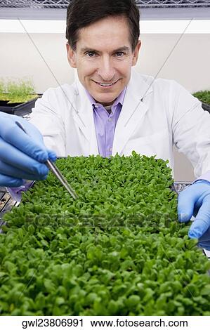 Scientist researching on plants in a laboratory View Large Photo Image Stock Image - Scientist researching on plants in a laboratory. Fotosearch
