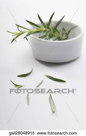 Sprig of rosemary in a bowl View Large Photo Image Stock Photography - Sprig of rosemary in a bowl. Fotosearch