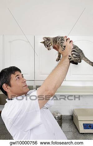 Vet carrying a cat in a veterinary hospital View Large Photo Image Stock Photograph - Vet carrying a cat in a veterinary hospital. Fotosearch