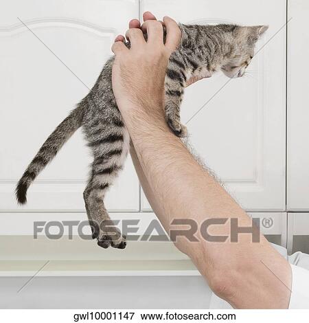Vet carrying a cat View Large Photo Image Stock Photo - Vet carrying a cat. Fotosearch