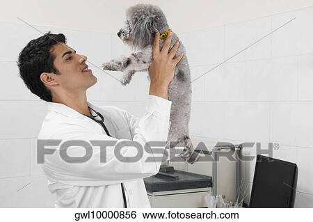 Stock Photograph - Vet carrying a dog. Fotosearch