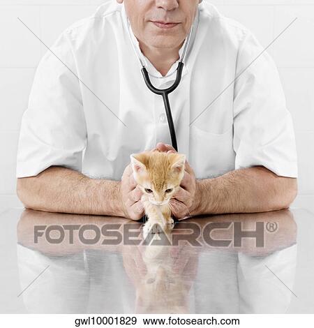 Vet examining a cat View Large Photo Image Stock Photo - Vet examining a cat. Fotosearch