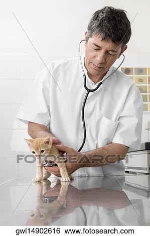 Vet examining a cat with a stethoscope View Large Photo Image Stock Photograph - Vet examining a cat with a stethoscope. Fotosearch