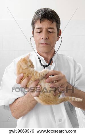 Vet examining a cat with a stethoscope View Large Photo Image Stock Photograph - Vet examining a cat with a stethoscope. Fotosearch