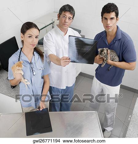 Vet examining a cat's x-ray View Large Photo Image Picture - Vet examining a cat's x-ray. Fotosearch
