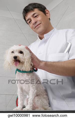 Vet examining a dog on an examination table View Large Photo Image Stock Image - Vet examining a dog on an examination table. Fotosearch