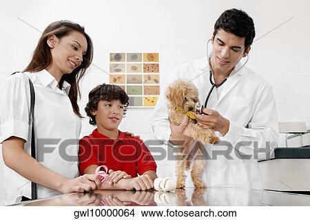 Vet examining a dog View Large Photo Image Picture - Vet examining a dog. Fotosearch