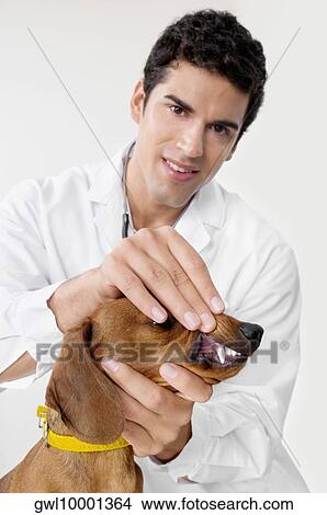 Vet examining a dog View Large Photo Image Picture - Vet examining a dog. Fotosearch