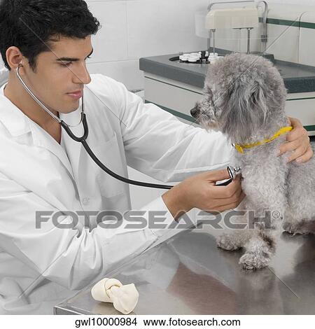 Vet examining a dog with a stethoscope View Large Photo Image Picture - Vet examining a dog with a stethoscope. Fotosearch
