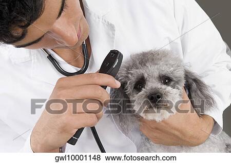Vet examining a dog with an otoscope View Large Photo Image Stock Photo - Vet examining a dog with an otoscope. Fotosearch