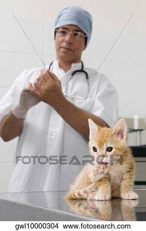 Vet injecting a cat View Large Photo Image Picture - Vet injecting a cat. Fotosearch
