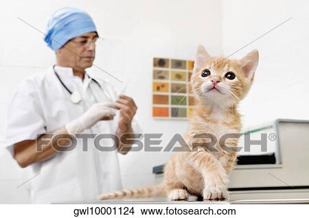 Vet injecting a cat View Large Photo Image Picture - Vet injecting a cat. Fotosearch
