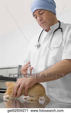 Vet injecting a cat View Large Photo Image Stock Image - Vet injecting a cat. Fotosearch