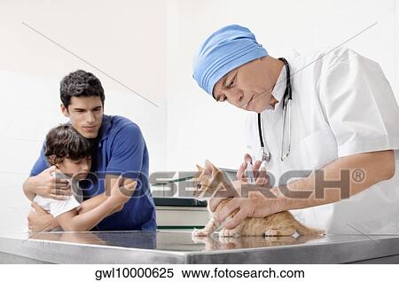 Vet injecting a cat View Large Photo Image Stock Photography - Vet injecting a cat. Fotosearch