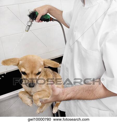Vet washing a dog View Large Photo Image Stock Image - Vet washing a dog. Fotosearch