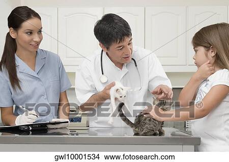 Vets examining cats in a hospital View Large Photo Image Picture - Vets examining cats in a hospital. Fotosearch
