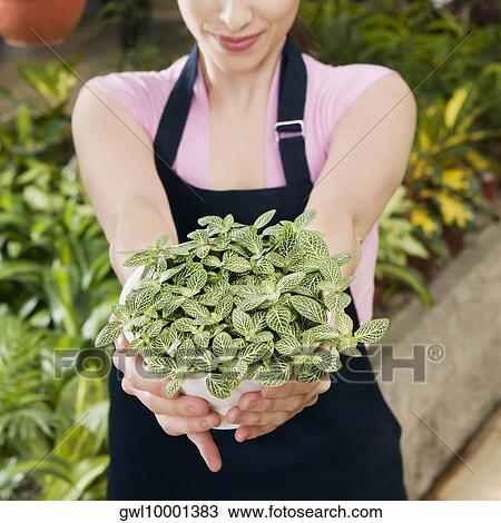 Woman holding a potted plant in a greenhouse View Large Photo Image Stock Image - Woman holding a potted plant in a greenhouse. Fotosearch