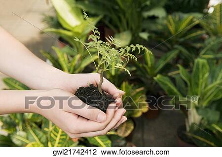 Woman holding a sapling in a greenhouse View Large Photo Image Stock Image - Woman holding a sapling in a greenhouse. Fotosearch