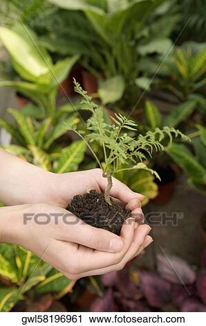 Woman holding a sapling in a greenhouse View Large Photo Image Stock Image - Woman holding a sapling in a greenhouse. Fotosearch