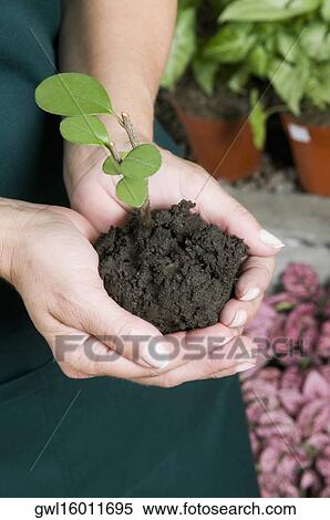Woman holding a sapling in a greenhouse View Large Photo Image Stock Photography - Woman holding a sapling in a greenhouse. Fotosearch