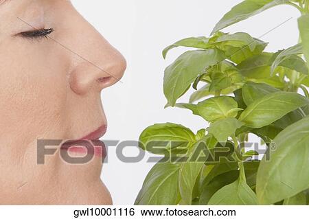 Stock Photograph - Woman smelling basil leaves. Fotosearch