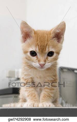 Close-up of a cat sitting in a veterinary hospital View Large Photo Image Stock Photo - Close-up of a cat sitting in a veterinary hospital. Fotosearch