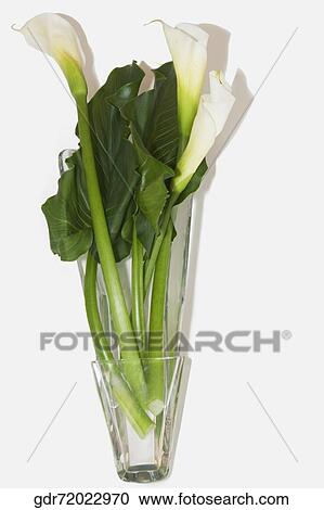 Stock Image - Close-up of a flower pot. Fotosearch