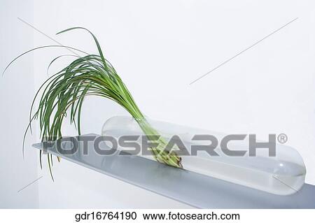 Close-up of a house plant View Large Photo Image Stock Image - Close-up of a house plant. Fotosearch