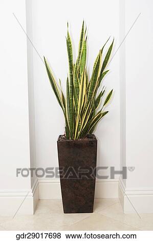 Stock Photo - Close-up of a house plant. Fotosearch