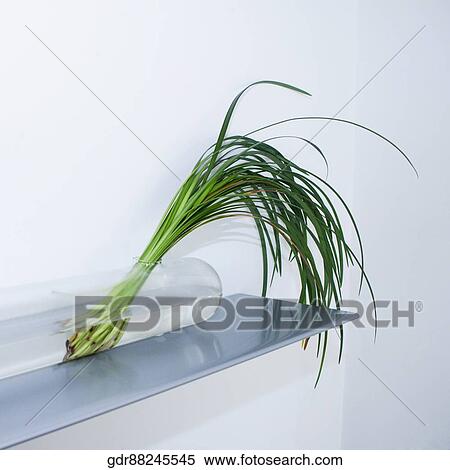 Stock Photography - Close-up of a house plant. Fotosearch