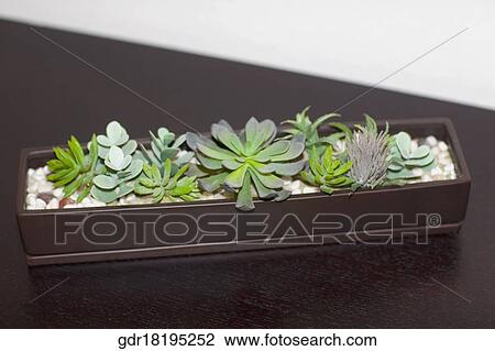 Stock Image - Close-up of a houseplant on a sideboard. Fotosearch