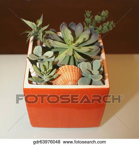 Close-up of a houseplant on a sideboard View Large Photo Image Stock Photo - Close-up of a houseplant on a sideboard. Fotosearch