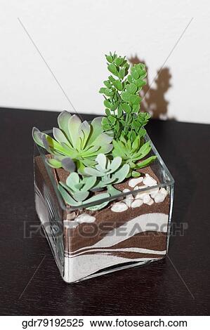 Close-up of a houseplant on a sideboard View Large Photo Image Stock Photography - Close-up of a houseplant on a sideboard. Fotosearch