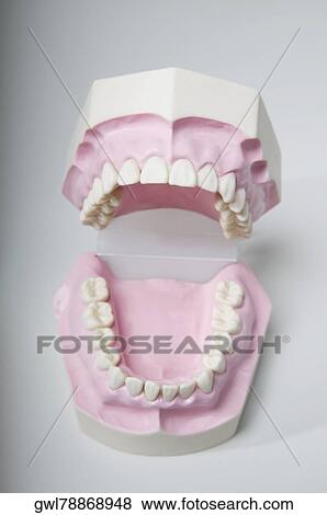 Close-up of a set of dentures View Large Photo Image Stock Photo - Close-up of a set of dentures. Fotosearch