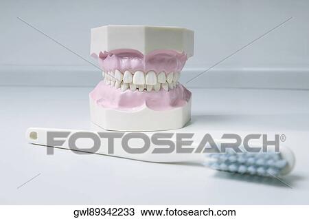 Close-up of a set of dentures with a toothbrush View Large Photo Image Stock Image - Close-up of a set of dentures with a toothbrush. Fotosearch