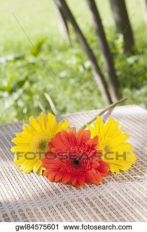 Close-up of Daisy flowers on a bamboo mat View Large Photo Image Stock Image - Close-up of Daisy flowers on a bamboo mat. Fotosearch