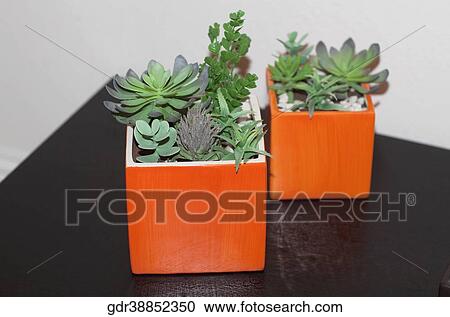 Stock Image - Close-up of houseplants on a sideboard. Fotosearch