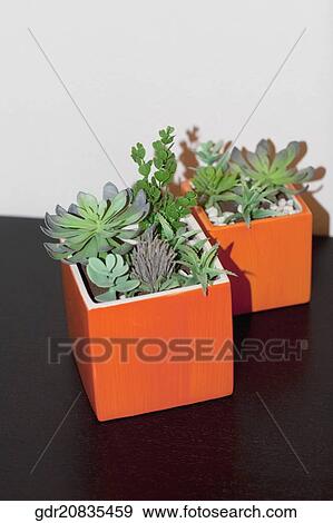 Stock Photo - Close-up of houseplants on a sideboard. Fotosearch