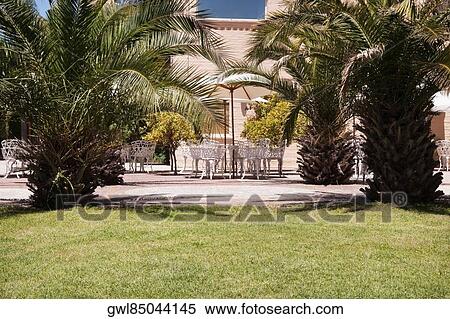 Fan palm tree at a tourist resort View Large Photo Image Stock Photography - Fan palm tree at a tourist resort. Fotosearch