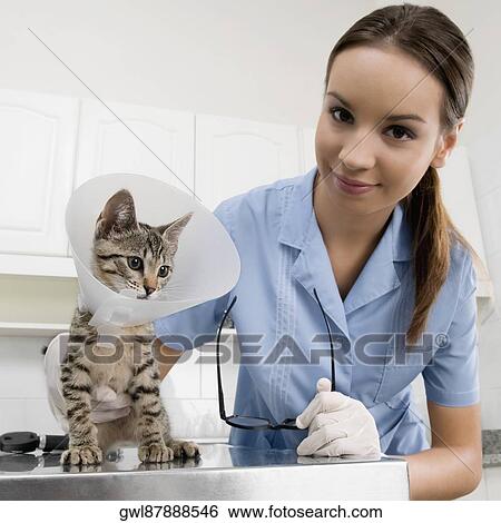 Female vet examining a cat View Large Photo Image Stock Photograph - Female vet examining a cat. Fotosearch
