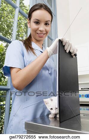 Female vet examining a cat View Large Photo Image Stock Photography - Female vet examining a cat. Fotosearch
