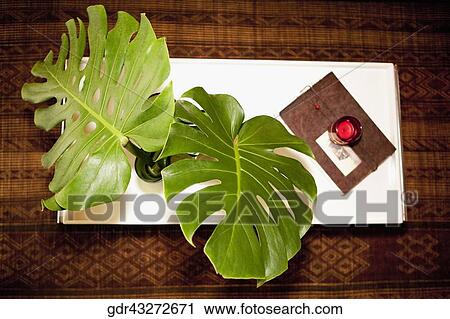 High angle view of a house plant View Large Photo Image Stock Image - High angle view of a house plant. Fotosearch