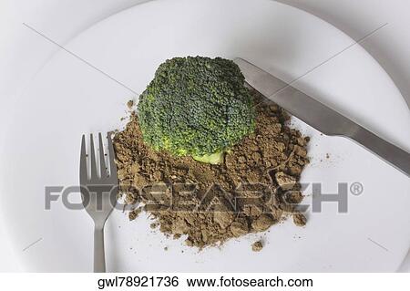 High angle view of organic broccoli in soil View Large Photo Image Stock Photograph - High angle view of organic broccoli in soil. Fotosearch