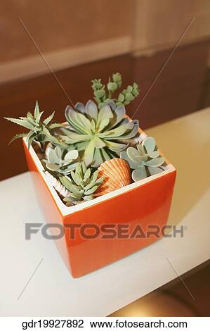 Houseplant on a table View Large Photo Image Stock Image - Houseplant on a table. Fotosearch
