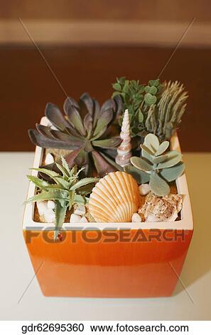 Houseplant on a table View Large Photo Image Stock Image - Houseplant on a table. Fotosearch