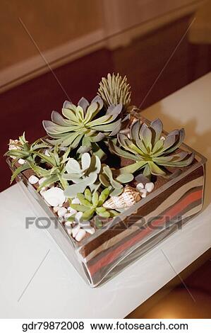 Stock Photo - Houseplant on a table. Fotosearch