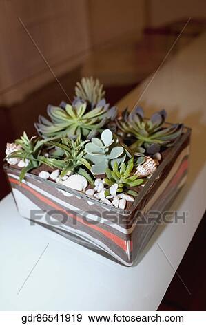 Stock Photo - Houseplant on a table. Fotosearch