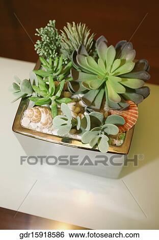 Houseplant on a table View Large Photo Image Stock Photograph - Houseplant on a table. Fotosearch